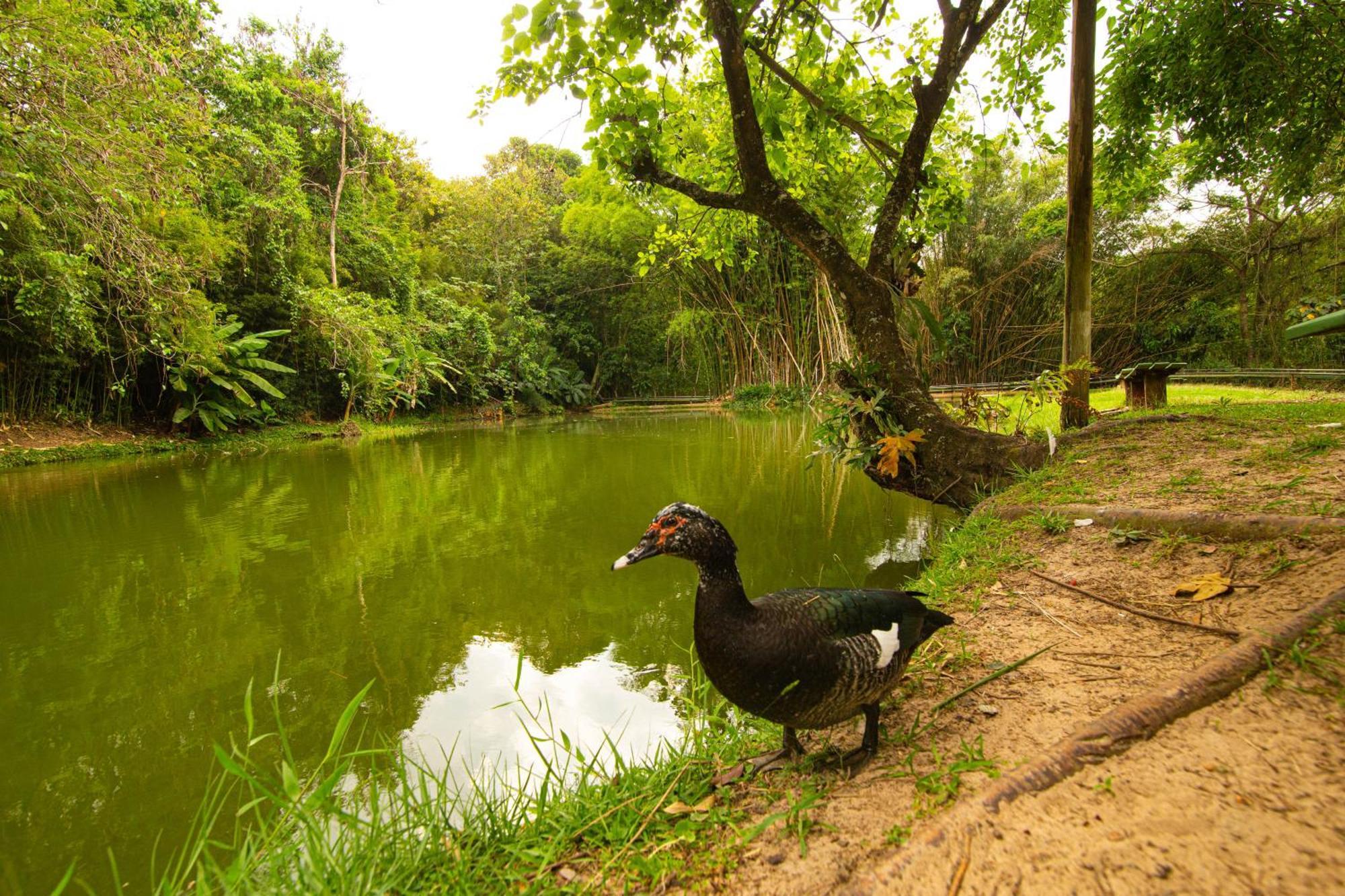 Hotel Fazenda Fonte Colina Verde Sao Pedro  Eksteriør billede